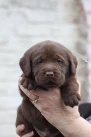 Chocolate labradoodle puppies and mini labradoodle puppies for sale. Chocolate Labrador Retriever Puppies For Sale Ny Labradorpuppy Labradorretriever Labrador Retriever Puppies Labrador Puppy Cute Animals