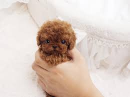 Maybe you would like to learn more about one of these? Toy Poodle Real Teacup Dogs For Sale Novocom Top