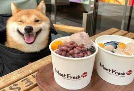 kak vyglyadit ocharovatelnaya sobaka ulybaka iz yaponii pokorivshaya internet homsk sobaki siba inu yaponiya