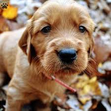 Golden Irish Puppies For Sale Greenfield Puppies