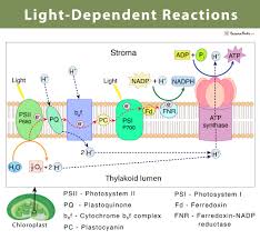 Fluid portion of the chloroplast; Light Dependent Reaction Definition Diagrams And Products
