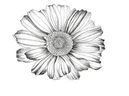 Black And White Flower Prints In Frames Daisy Black White Downloadable Prints Minimal Wall Art Bedroom Room Decor Botanical Printable In Minimal Wall Art Downloadable Print Floral Prints Art