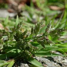 Image result for Eragrostis cylindriflora