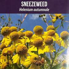Image result for Helenium autumnale