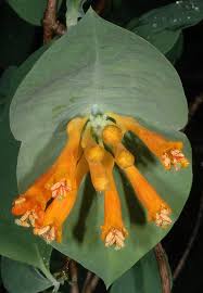 Image result for Lellingeria oosora