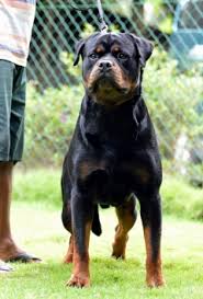 The first thing you need to do is to look through the show quality/breedable puppies cost approximately $2,000 to $4,000 depending on the parent's bloodlines, titles, and age of the puppies. Buy Kci Registered Puppies From Verified Dog Breeders In India