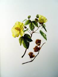 Image result for Gossypium