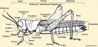 Most grasshoppers mate in the fall, lay eggs and die. Gc7errk Hp11 Grasshopper Unknown Cache In Gauteng South Africa Created By Worsed