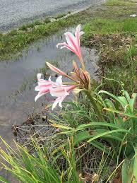 Image result for Crinum subcernuum