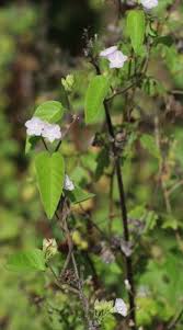 Image result for Jacquemontia paniculata