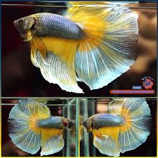 I Ve Been Importing Beautiful Bettas From My Father S Betta Farm In Thailand If Fish Arrived Dead With Following Doa Rule However I Can Do Optional Failur