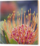 Image result for Protea micans