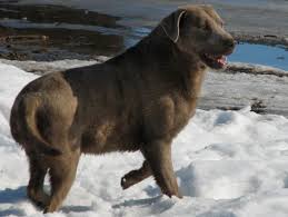 Over 10,000 puppies and dogs waiting for you. Silver Charcoal Pointing Labradors Pointing Labs For Sale Lankas Labs