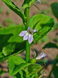 Image result for Lobelia chireensis