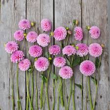 Image result for Grona stolzii