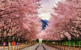 Musim Bunga Di Korea Apa Yang Kembara Sufi Travel Tours Sdn Bhd Facebook