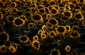 Free Photo Sunflower Field Beautiful Growth Sunflower Free Download Jooinn Самые новые твиты от aesthetic_sunflower (@astheticflower1): free photo sunflower field beautiful