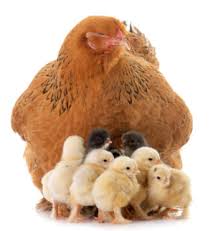 La Brahma Une Poule Cool Hortus Focus I Mag Un amour de poule naine. la brahma une poule cool hortus