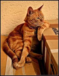 Kattenwinkel Amerone De Poezen Shop Katje Katten Katten En Kittens Katten