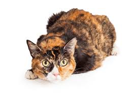 This makes them the perfect inspiration for a mystical name. 101 Most Popular Calico Cat Names We Re All About Cats