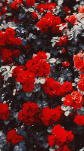 Red Aesthetic Collages Background Tumblr 4 Wallpaper See more of •wallpapers tumblr, aesthetic & more• on facebook. red aesthetic collages background