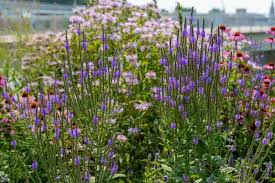 Image result for Fuirena stricta