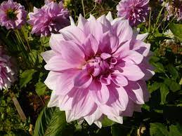 Hours may change under current circumstances Madras Garden Club Startseite Facebook