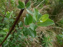 Image result for Homalium abdessammadii