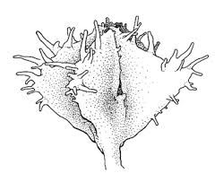 Image result for Dysphania carinata