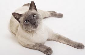 Kucing himalaya adalah jenis kucing dengan sepasang mata biru cerah dan warna titik pada rambut panjang atau bulunya. Daftar Harga Kucing Siam Terbaru Mei 2021 Phoenixhillna Org