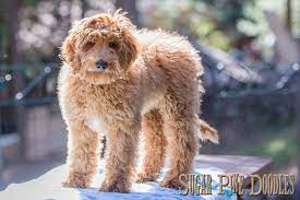 Check spelling or type a new query. What Is The Difference Between Labradoodle Australian Labradoodle And Aussiedoodle Breeds Sugar Pine Doodles Australian Labradoodles