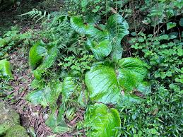 Image result for Streptocarpus sp.nov. aff. S. grandis