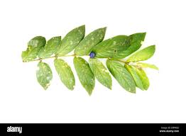 Image result for Lasianthus