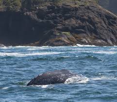 Use this map to help plan your next whale watching trip. The Best Places To Go Whale Watching On The Oregon Coast