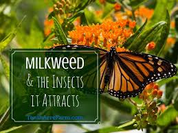 Now like many others we love to see these wonderful creatures in our uk gardens. Fascinating Facts About Milkweed And The Insects It Attracts Tenth Acre Farm