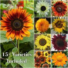 Crazy Sunflower Mixture 10 Varieties Flower Seeds Plants Growing Fruit