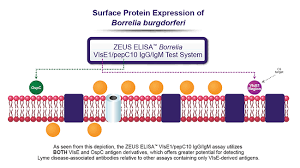 We did not find results for: Borrelia Vlse1 Pepc10 Igg Igm Test System