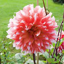 Dahlia Holland Festival White Flower Farm Dahlia Flowers