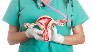 Anatomy of female reproductive organs by amrit kaur. Anatomy Of Female Pelvic Area Johns Hopkins Medicine