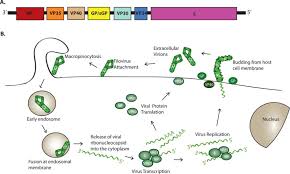 The marburg virus contains seven structural proteins. Filovirus Pathogenesis And Immune Evasion Insights From Ebola Virus And Marburg Virus Abstract Europe Pmc