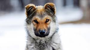 Which one should you pick?! 300 Wolf Names For Dogs Male Female Names For Your Puppy