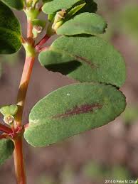Image result for Euphorbia serratifolia