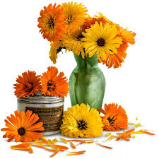 Pacific Beauty Mix Calendula Seeds ...