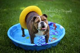 Although english bulldogs are not natural born swimmers, it is possible to train them to learn how to swim with the assistance of a life vest. Remi The English Bulldog Getting Ready For A Swim Imgur