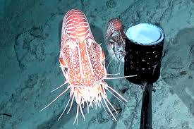 Prehistoric-looking creature seen at bottom of sunken crater in Pacific  Ocean | Discover Wildlife