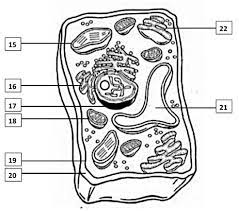 Unique plant cell features include: Plant Cell Labeling Diagram Quizlet