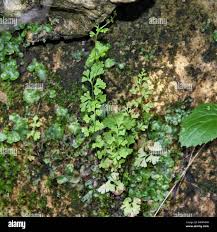 Image result for Anogramma leptophylla