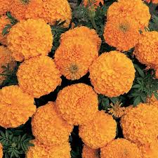 Sourcing guide for marigold flower: Inca 2 Orange Marigold Flowers And Bulbs Veseys