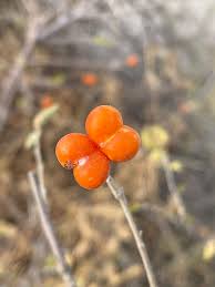 Image result for Grewia avellana