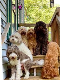 Tora labradoodles is a small family run breeding program set in the. Pin On Labradoodles